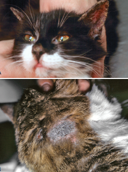 Microsporum canis   